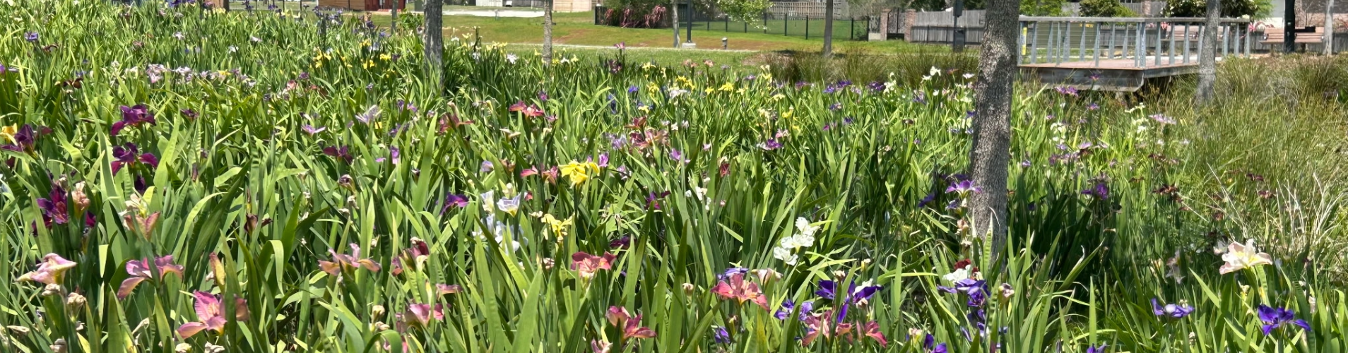 Louisiana irises at a park.